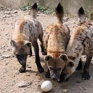 spotted hyena Enrichment.