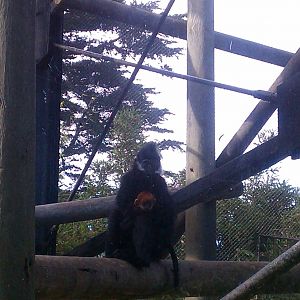 Baby Francois Langur