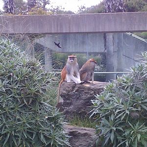 Patas monkey