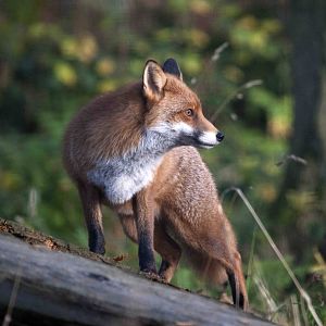 Red Fox (vixen)