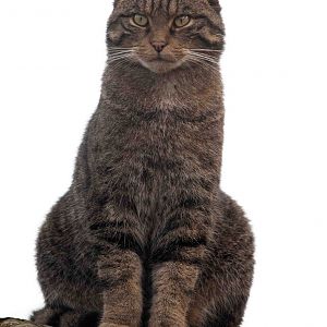 Wallace the Scottish Wildcat