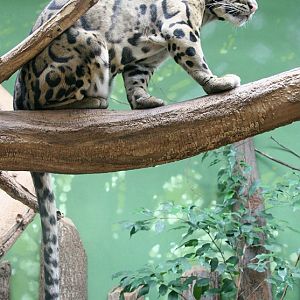 Clouded Leopard (Neofelis nebulosa)