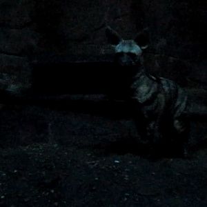 Night Hunters-Chippie and Changa