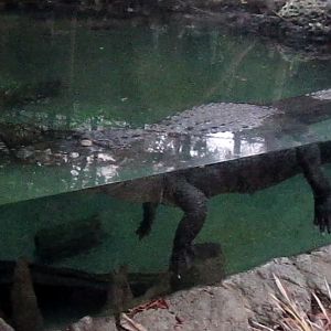 Manatee Springs-American Alligator