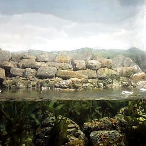 Wings of the World-Arctic Islands