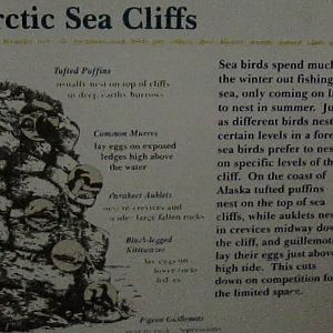 Wings of the World-Arctic Sea Cliffs-Sign