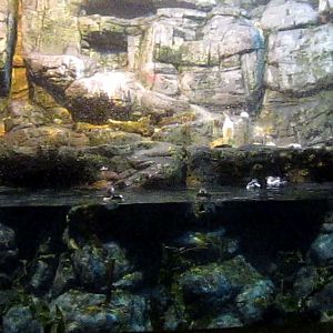 Wings of the World-Arctic Sea Cliffs