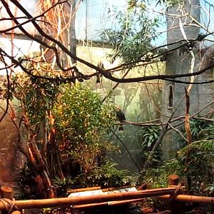 Wings of the World-Australasia