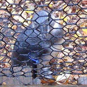 Penguin Walkabout-African Penguin Chick