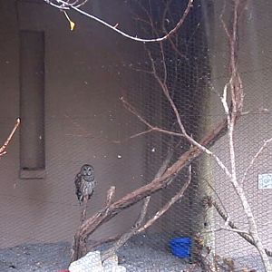 Wings of the World-Barred Owl exhibit