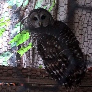 Wings of the World-Barred Owl