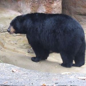 Bear Hill-American Black Bear