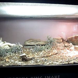 Reptile House-California Kingsnake exhibit