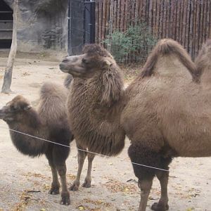 Wildlife Canyon-Bogart and Saari