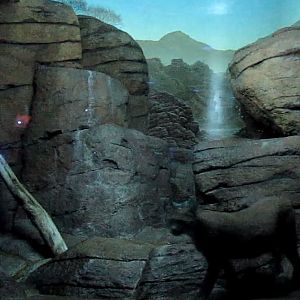 Night Hunters-Caracal exhibit