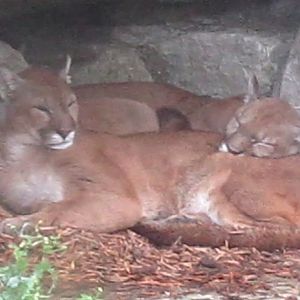 Cat Canyon-Joseph and Tecumseh