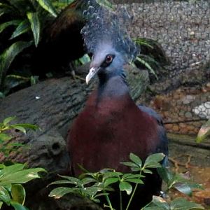 Wings of the World-Australasia-Victoria Crowned Pigeon