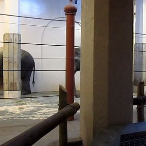 Elephant Reserve-Elephant House-Cow Bedroom