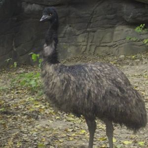 Wildlife Canyon-Emu