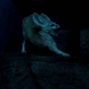 Night Hunters-Fennec Fox
