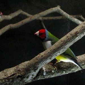 Wings of the World-Gouldian Finch
