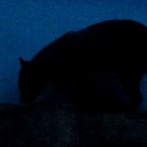 Night Hunters-Fossa in the night