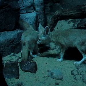 Night Hunters-Fennec Fox kits