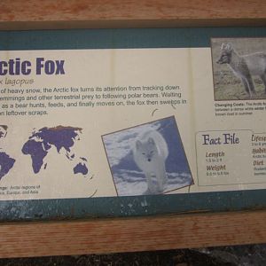 Lords of the Arctic-Arctic Fox-Sign