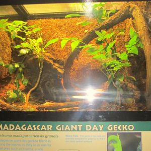 Reptile House-Madagascar Giant Day Gecko exhibit