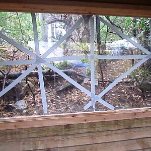 Wolf Woods-Red-tailed Hawk exhibit-Window Viewing