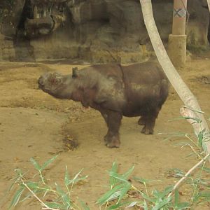 Wildlife Canyon-Ipuh