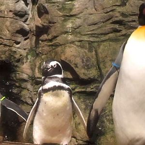 Wings of the World-Sub-antarctic Coast-Magellanic + King Penguins