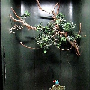 Wings of the World-Blue-breasted Kingfisher exhibit