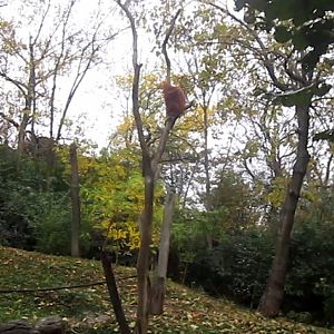 Jungle Trails-Asia-Lana in a tree