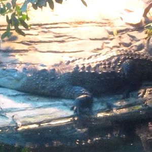 Manatee Springs-Leslie