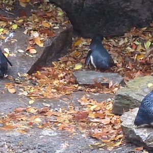 Penguin Walkabout-Little Penguins