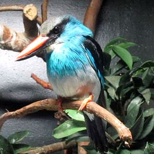 Wings of the World-Blue-breasted Kingfisher