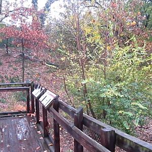 Wolf Woods-Mexican Wolf exhibit