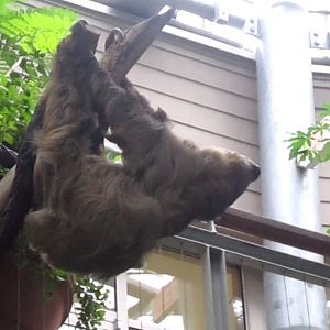 Discovery Forest-Moe