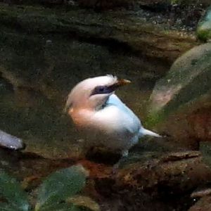 Wings of the World-Australasia-Bali Mynah + Chestnut Teal