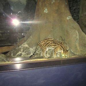 Night Hunters-Southern Brazilian Ocelot