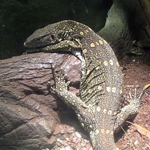Reptile House-Ornate Monitor