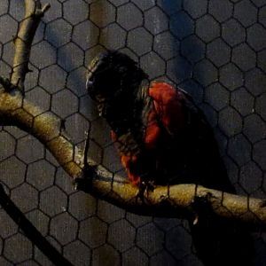 Wings of the World-Pesquet's Parrot