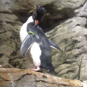 Wings of the World-Sub-antarctic Coast-Southern Rockhopper Penguin