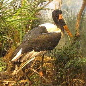 Jungle Trails-Tropical African Animals-Saddle-billed Stork