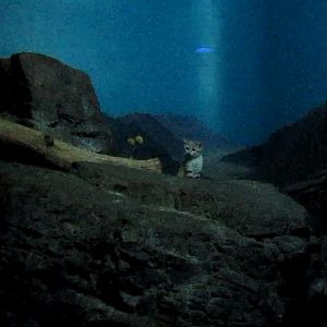 Night Hunters-Arabian Sand Cat