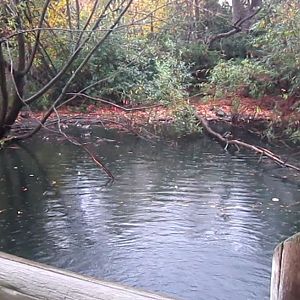 Wetland Trail-Florida Sandhill Crane exhibit