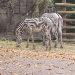 Rhino Reserve-Savanna + Lainey Lynn