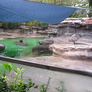 California Sea Lion exhibit