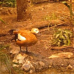 Jungle Trails-Tropical African Animals-Ruddy Shelduck
